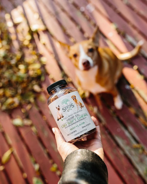 Utilisation du CBD : un bienfait partagé entre animaux et humains